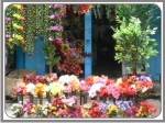  Flowers in Kahalgaon